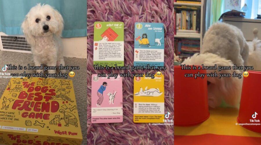 Jogo de tabuleiro para cachorros chama atenção no TikTok: ‘Isso é tão adorável’