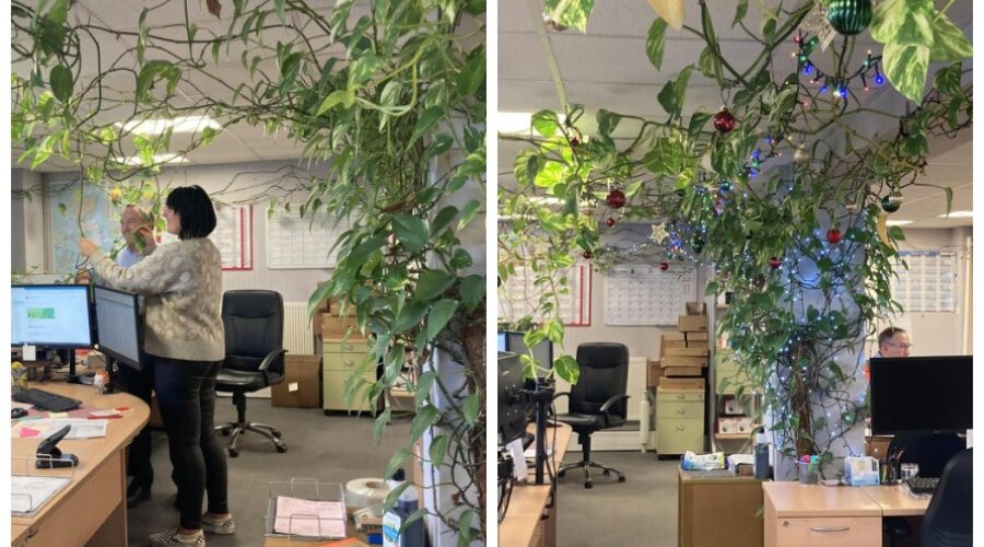 Planta de 15 anos ‘domina’ escritório e alcança 91 metros de comprimento