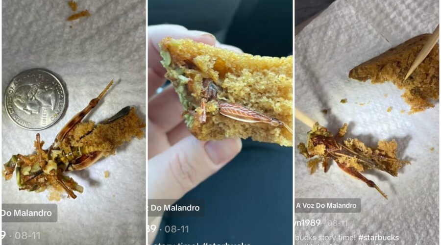 Cliente encontra gafanhoto dentro de pão comprado em cafeteria: ‘na última mordida’