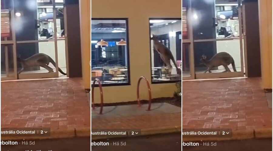 Loja do KFC na Austrália é invadida por canguru e vídeo diverte usuários nas redes sociais; Veja