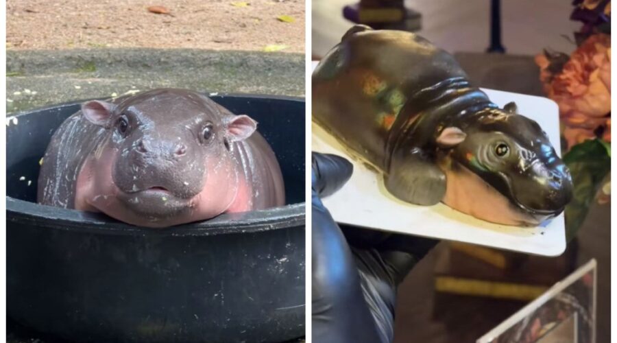 Bebê hipopótamo viraliza e inspira confeiteiros, mas bolos chocam clientes: ‘Não dá para comer’