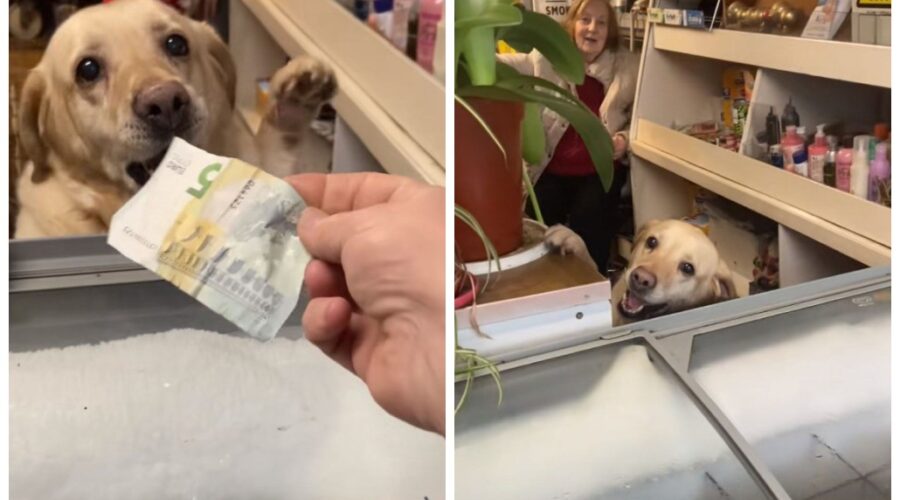 Vídeo de labradora atendendo clientes viraliza e transforma loja em ponto turístico na Irlanda