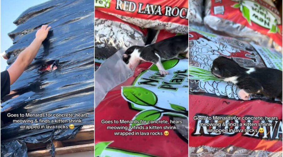 Casal compra concreto para reforma e faz descoberta inusitada dentro de um dos sacos: ‘Miado fraco’