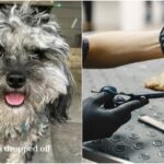 cliente-leva-cachorro-para-tosa-em-pet-shop-e-resultado-de-antes-e-depois-viraliza