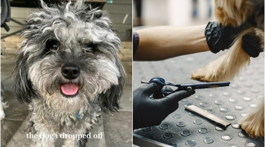 Cliente leva cachorro para tosa em pet shop e resultado de antes e depois viraliza