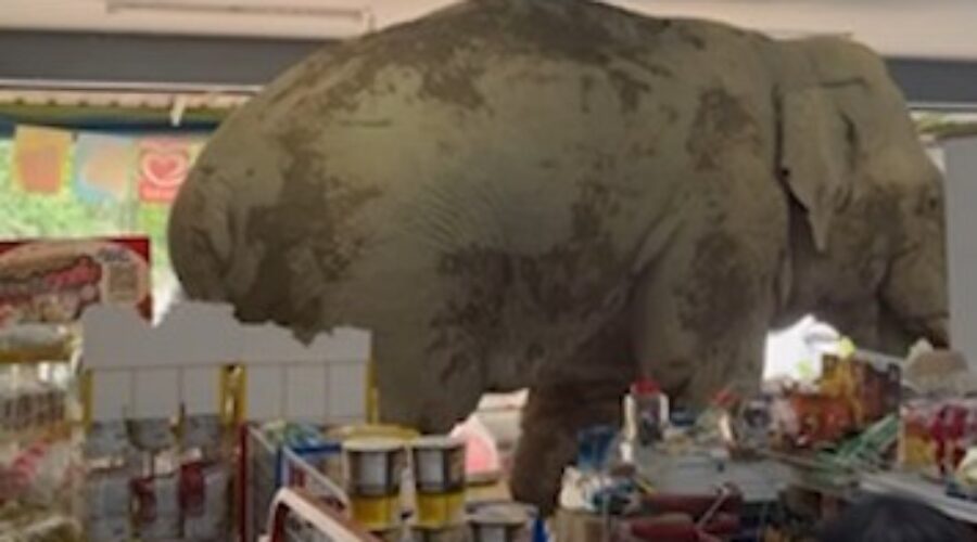 Veja momento em que elefante invade loja de conveniência na Tailândia e devora produtos