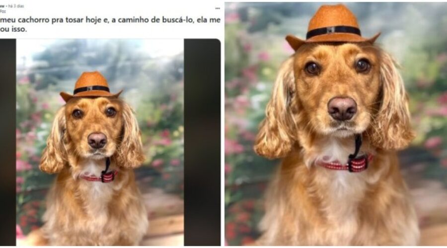 Cão vai ao pet shop e vira estrela de ensaio fotográfico